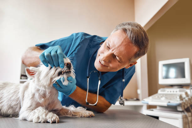 Best Emergency Dental Care for Trauma or Injury in Wilson, AR
